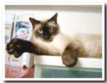 cats