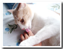cats