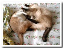 cats