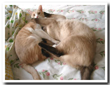 cats