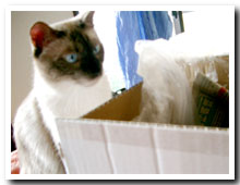 cats