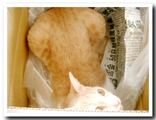 cats