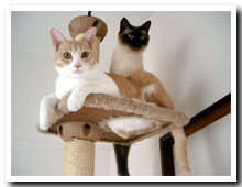 cats