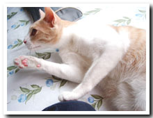 cats