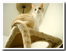 cats