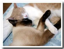 cats