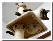 cats