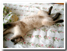 cats