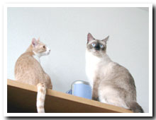 cats