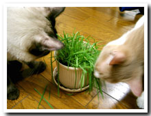 cats