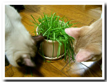 cats