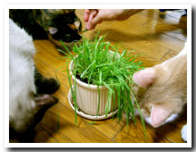 cats