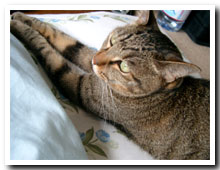 cats