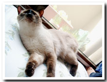 cats