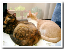 cats