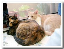 cats