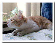 cats