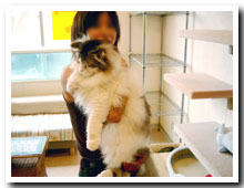 cats