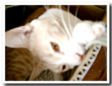 cats