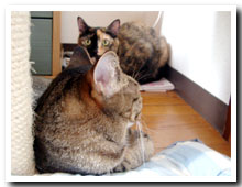 cats