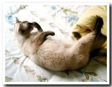 cats