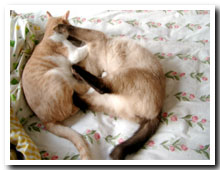 cats