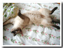 cats