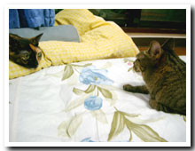 cats