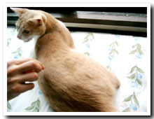 cats