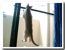 cats