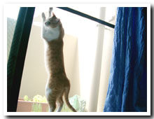 cats