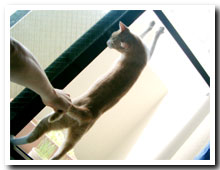 cats