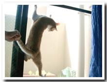 cats