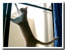 cats