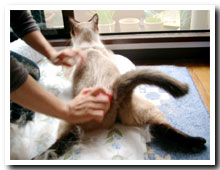 cats