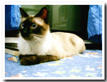 cats