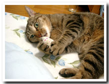 cats