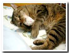 cats