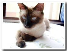 cats