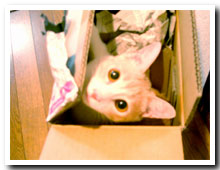 cats