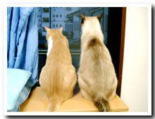 cats