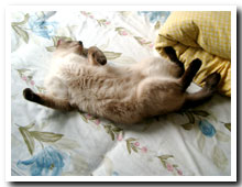 cats