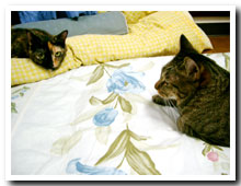 cats