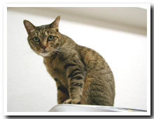 cats