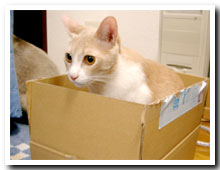 cats