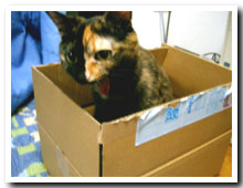 cats