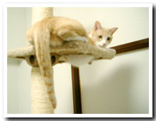 cats