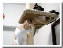 cats