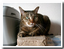 cats