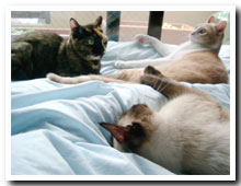 cats